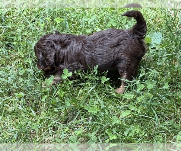Medium Photo #8 Aussiedoodle Puppy For Sale in SWANNANOA, NC, USA