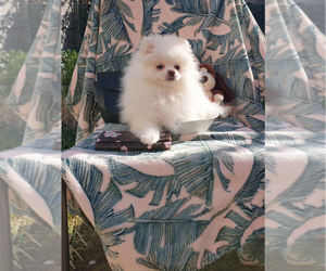 Pomeranian Puppy for sale in Kamloops, British Columbia, Canada