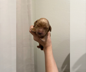Golden Retriever Puppy for sale in PHOENIX, AZ, USA