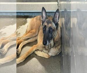 MAVERICK - Male Mutt Dog for Adoption - Photo #2