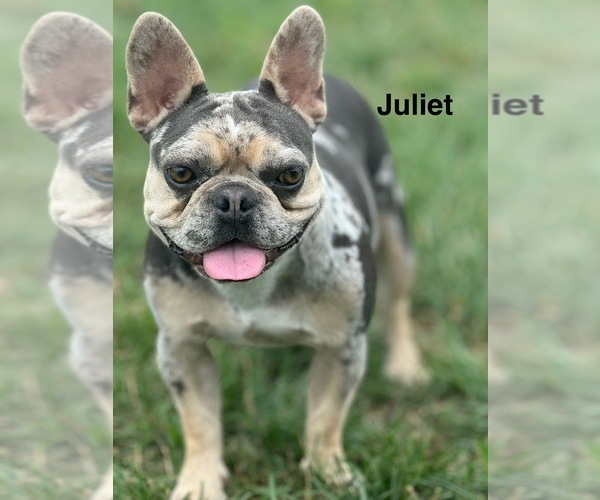 Medium Photo #1 French Bulldog Puppy For Sale in CHICAGO, IL, USA