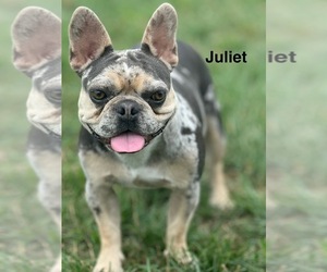 Mother of the French Bulldog puppies born on 02/17/2025