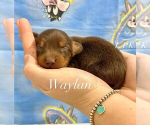 Dachshund Puppy for sale in WINNSBORO, LA, USA