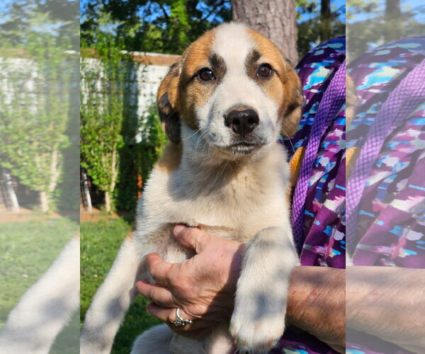 Medium Photo #1 Beagle-Unknown Mix Puppy For Sale in Wakefield, RI, USA