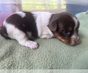 Yorkshire Terrier Puppy for sale in PORT CRANE, NY, USA