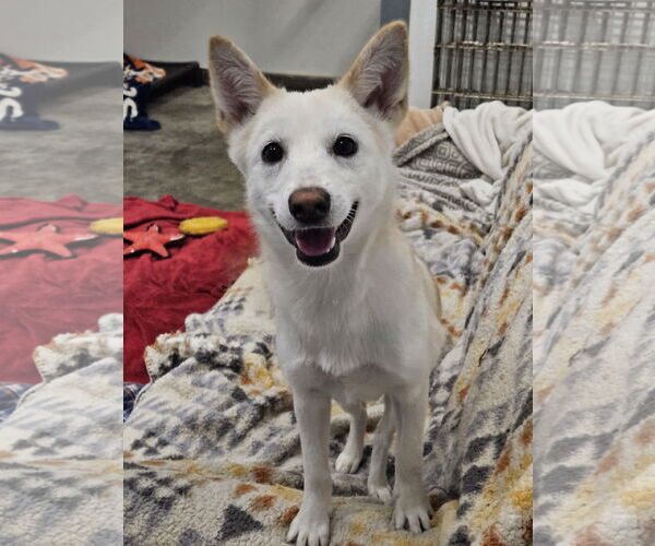 Medium Photo #4  Puppy For Sale in , 