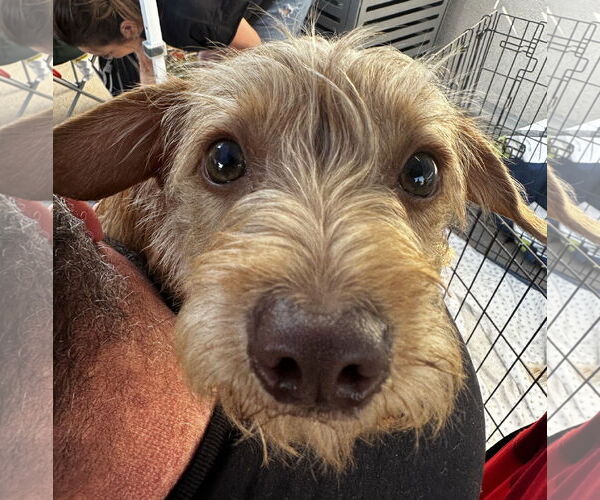 Medium Photo #4 Norfolk Terrier-Poodle (Miniature) Mix Puppy For Sale in Newport Beach, CA, USA