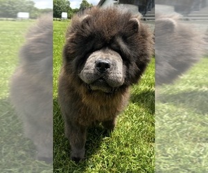 Father of the Chow Chow puppies born on 04/28/2026