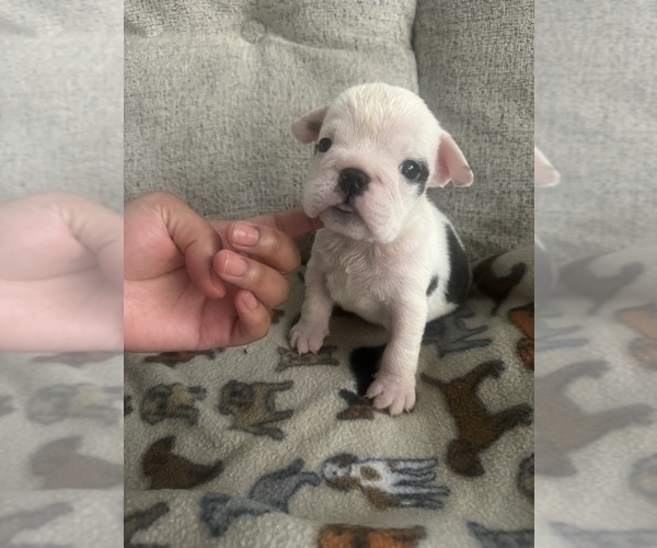 Medium Photo #1 English Bulldog Puppy For Sale in WASHINGTON, DC, USA