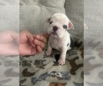 Puppy Pepper English Bulldog