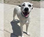 Riley - Female Dalmatian-Unknown Mix Dog for Adoption - Small photo