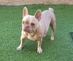 Small #6 French Bulldog