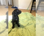 Small Photo #6 Cane Corso Puppy For Sale in AMARILLO, TX, USA