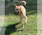 Small #1 Mutt