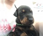 Small Photo #15 Doberman Pinscher Puppy For Sale in MACUNGIE, PA, USA