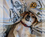 Small #3 Beagle