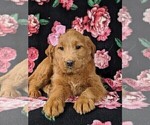Small Photo #6 Labradoodle Puppy For Sale in QUARRYVILLE, PA, USA
