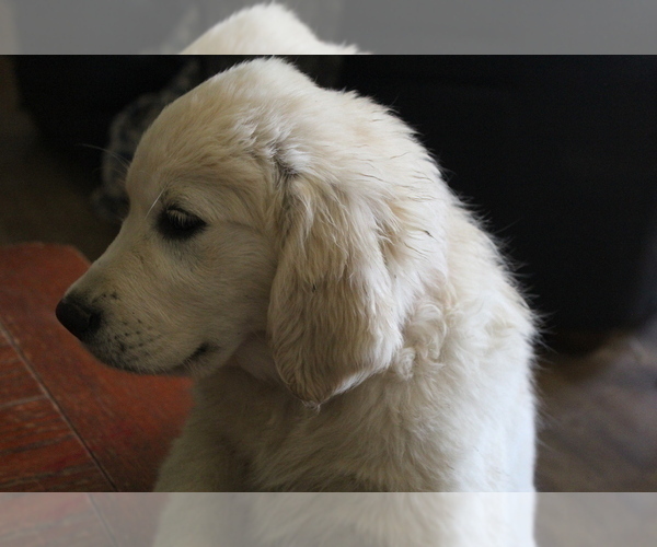 Medium Photo #32 English Cream Golden Retriever Puppy For Sale in RINGGOLD, GA, USA