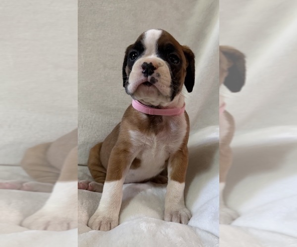 Medium Photo #3 Boxer Puppy For Sale in ALLEGHENY, PA, USA