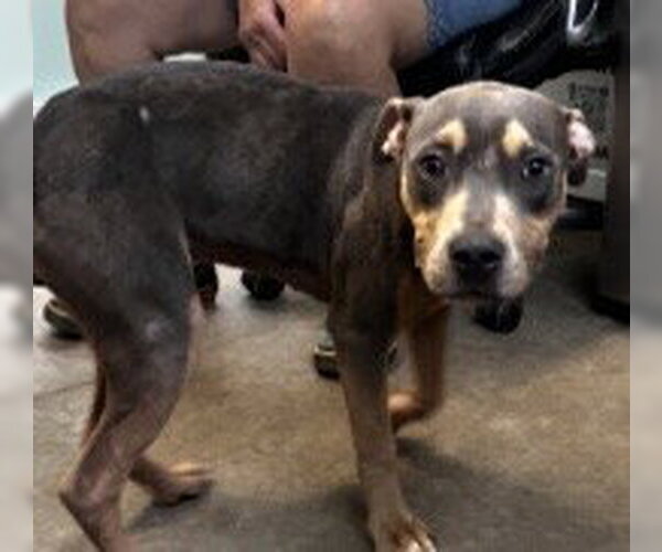 Medium Photo #12 American Staffordshire Terrier-Unknown Mix Puppy For Sale in Oakhurst, NJ, USA