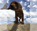 Small Photo #142 Rhodesian Ridgeback Puppy For Sale in MORONGO VALLEY, CA, USA