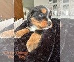 Puppy Orange Collar Bernese Mountain Dog