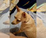 Small #1 Chihuahua Mix