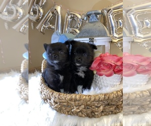 Pomeranian Puppy for sale in NEW BEDFORD, MA, USA