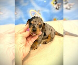 Dachshund Puppy for sale in WINNSBORO, LA, USA