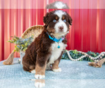 Small #4 Miniature Australian Shepherd