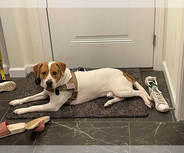 Medium Photo #1 Mutt Puppy For Sale in Shelburne, VT, USA