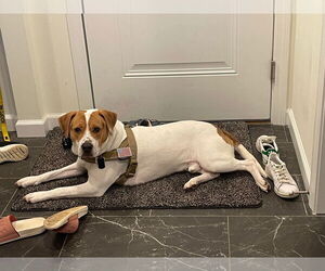 Mutt Dogs for adoption in Shelburne, VT, USA