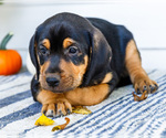 Small #2 Golden Retriever-Jack Russell Terrier Mix