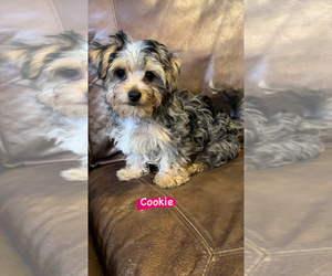 Yorkshire Terrier Puppy for sale in CHESTER, VA, USA