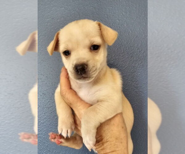 Medium Photo #3 Chiweenie Puppy For Sale in Olalla, WA, USA