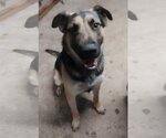 Small #1 Shepradors