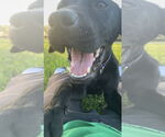 Small #8 Labrador Retriever Mix