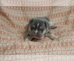 Puppy Oakley French Bulldog