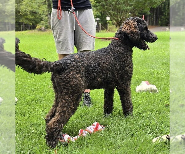 Medium Photo #2 Mutt Puppy For Sale in Yardley, PA, USA