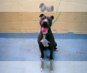 Mutt Dogs for adoption in Tulsa, OK, USA