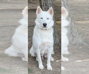 Mother of the Siberian Husky puppies born on 10/01/2022