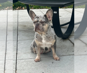 Mother of the French Bulldog puppies born on 06/09/2025