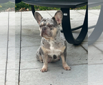 Small Photo #1 French Bulldog Puppy For Sale in TUKWILA, WA, USA