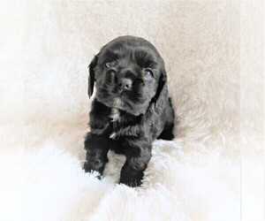 Cocker Spaniel Puppy for sale in ELKHART, IN, USA