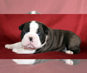Boston Terrier Puppy for sale in BROOKSVILLE, FL, USA