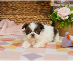 Small #2 Shih Tzu