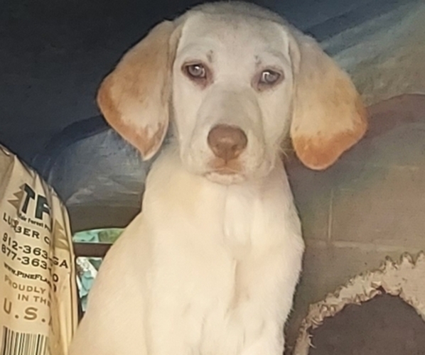 Medium Photo #1 Labrador Retriever Puppy For Sale in JACKSONVILLE, FL, USA