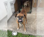 Small #4 Boxer