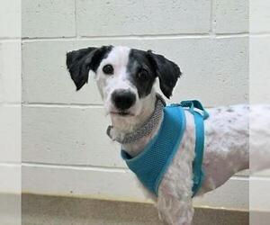 Poodle (Miniature)-Unknown Mix Dogs for adoption in Plover, WI, USA
