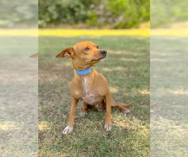 Medium Photo #4 Chihuahua-Unknown Mix Puppy For Sale in PIPE CREEK, TX, USA